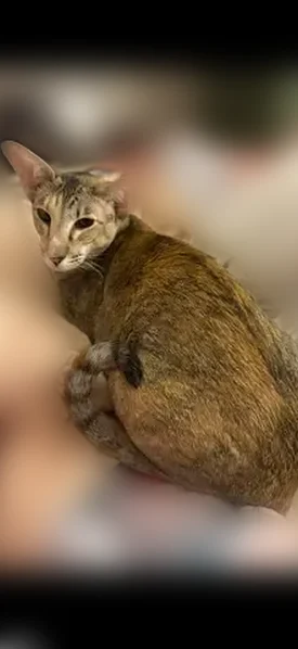 Lost cat, Benton, Arkansas - Oriental Shorthair, tan and grey tabby - photo