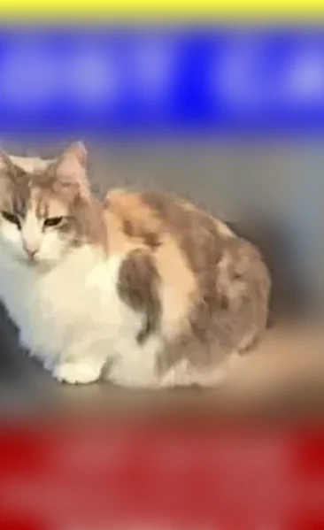 Lost cat, Ridgeway Avenue, Blairstown, Plymouth Meeting - female, diluted calico - photo