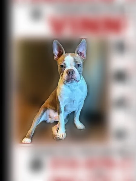 Lost dog, Hill Street, Terrell - small Boston Terrier with distinctive markings - photo