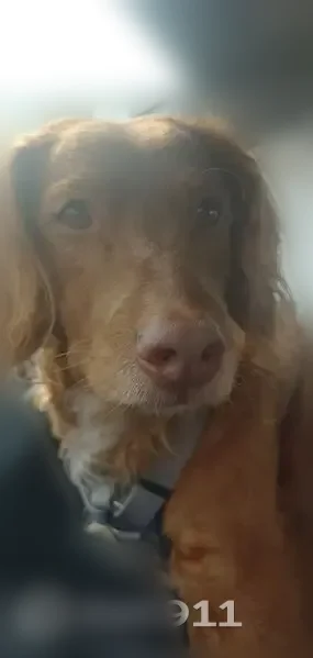 Lost dog, Gainesville, Texas - male Australian Labradoodle - photo