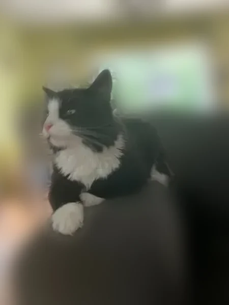 Lost cat, North Rd, 68, Hopkinton - black and white tuxedo - photo