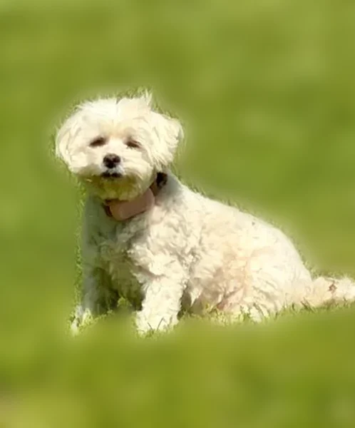 Lost dog, Oak Ridge Road, Dyersburg - female Maltipoo - photo