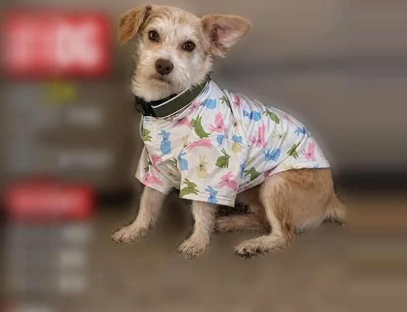 Lost dog, Beatrice Avenue, 202, San Antonio - shy and very scared - photo