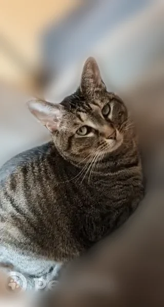 Lost female cat, Terrace Street, 2, New Haven - tabby with striped belly - photo