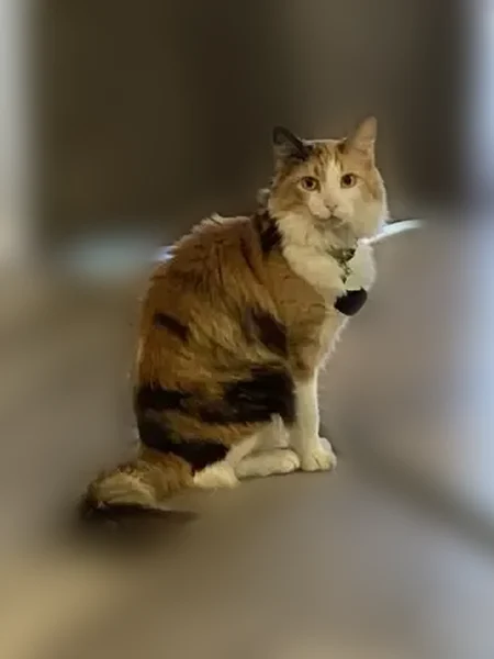 Lost cat, West Quail Avenue, Peoria - medium hair calico - photo