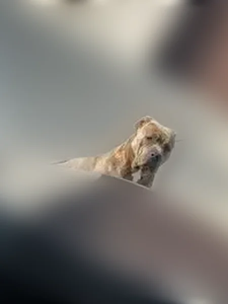 Lost dog, West Dixon Road, Little Rock - female brindle pit - photo