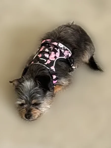 Lost dog, New Jersey 73, 1115, Mount Laurel Township, Ramblewood - female terrier with pink and black vest - photo