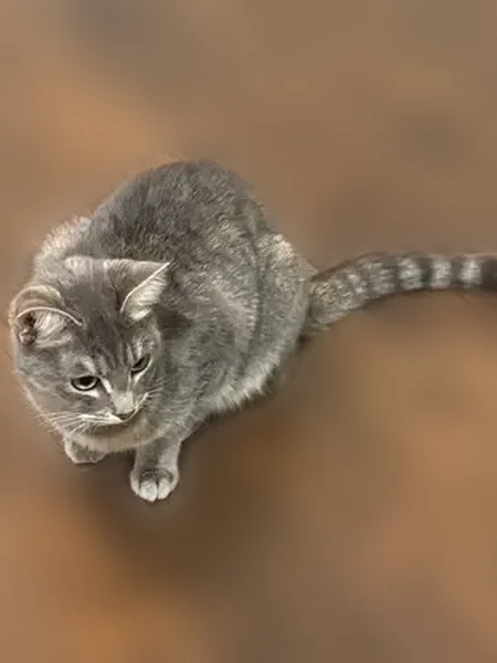 Lost cat, Comanche Dr, Harker Heights - female named Lily - photo