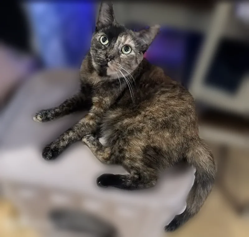Lost female cat, Troutman Street, 114, Brooklyn - tortie with a half black face - photo
