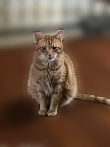 Lost cat, Fitzgerald Street, 410, Philadelphia - orange tabby male - photo