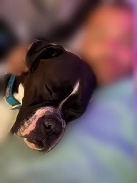 Lost dog, Claypool Drive, 2850, Mehlville, St. Louis - male, mainly black with white markings - photo