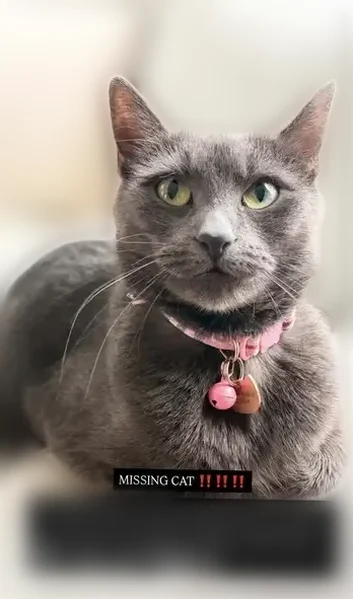 Lost cat, Fountain Drive, Lakewood - female gray cat with pink plaid bow - photo