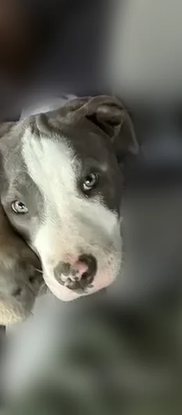 Lost dog, East Riverside Drive, Indianapolis - male with grey and white coat - photo