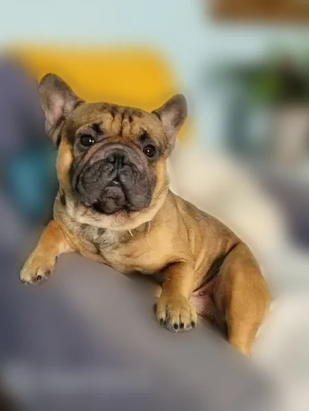 Lost dog, Estornino Avenue, Las Vegas - male with 4th of July collar - photo