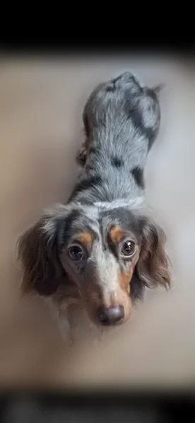 Lost dog, Hickory Place, Newark - female, long hair chocolate & tan dapple - photo