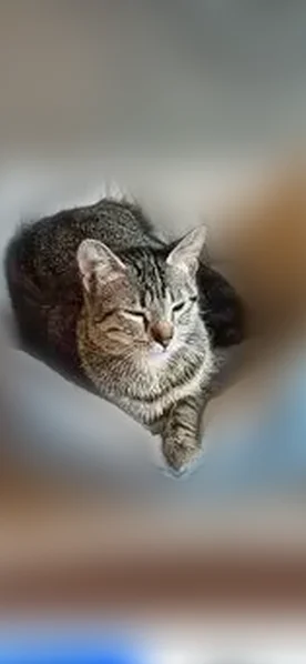 Lost cat, North Port Washington Road, Mequon - female brown tabby - photo