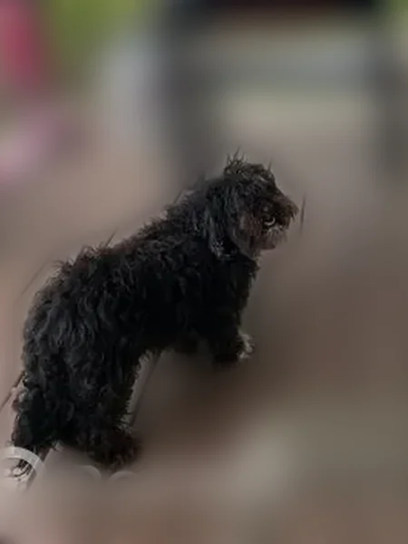 Lost dog, West Edwardsville Road, Wood River - male with white paw - photo