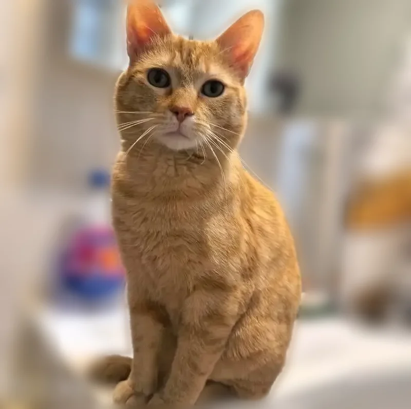 Lost male cat, North Long Avenue, Chicago - short haired orange tabby - photo