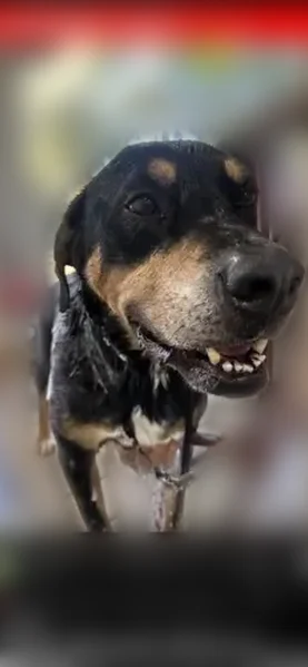 Lost dog, Flewelling Avenue, Ocoee - male with white chest and paws - photo