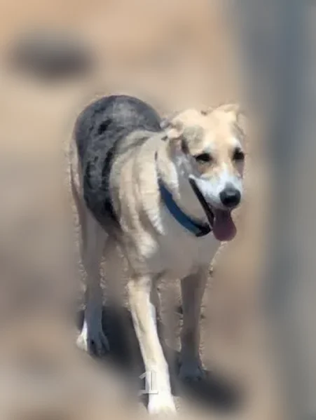 Found male dog, Wamego Trail, Yucca Valley - looks like a Shepard mix - photo