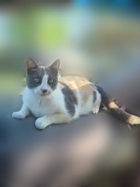 Lost cat, Geranium Crescent, 1125, Virginia Beach - female pastel calico - photo