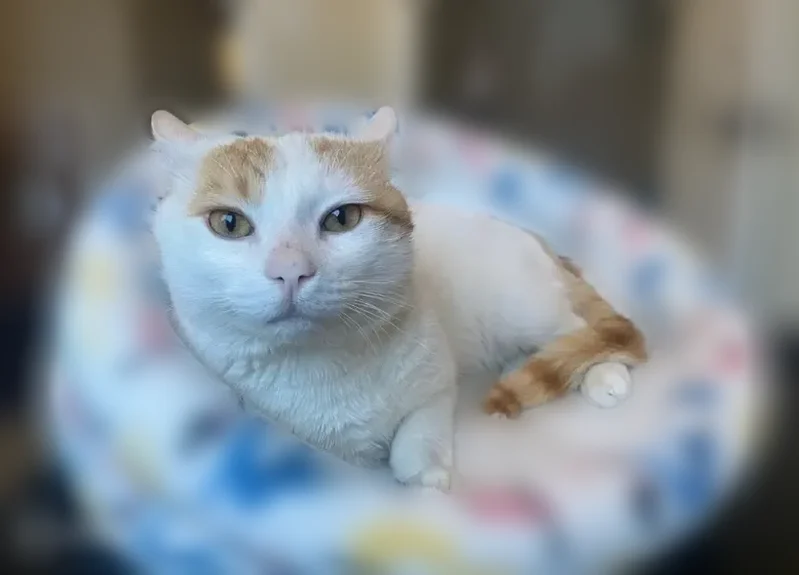 Lost cat, East Main Street, 131, Patchogue - white with orange ears and tail - photo