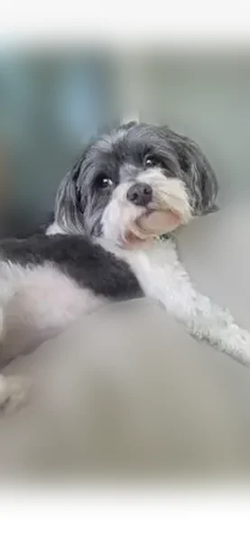 Lost dog, North Elmwood Avenue, Kansas City - small black and white Havenese - photo