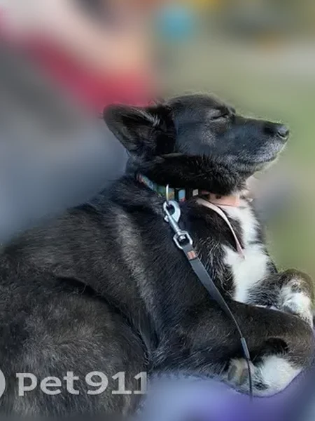 Lost dog, Drummond Concession 2, 2486, Perth - female husky mix - photo