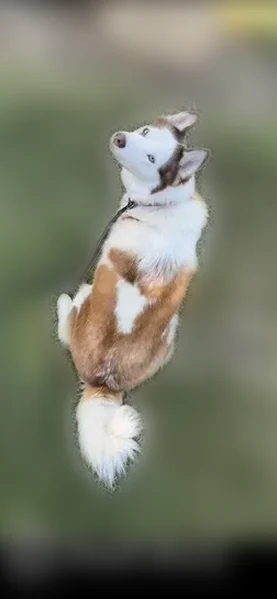 Lost dog, Van Nuys, Los Angeles - female Alaskan husky - photo