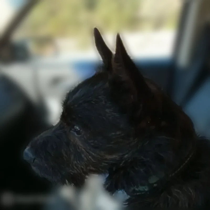 Lost male dog, Idaho Road, Brookfield - black and brindle - photo