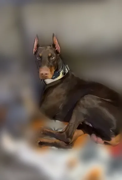 Lost dog, Bethlehem School Road, 281, Hickory - brown and tan, 2 years old - photo