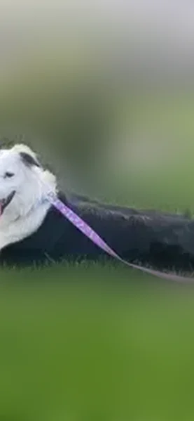 Lost dog, Conger Road, Anniston - female Mini Australian Shepherd - photo