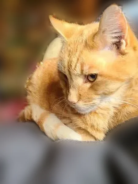 Lost cat, Andover Woods Drive, Charlotte - orange tabby with green eyes - photo