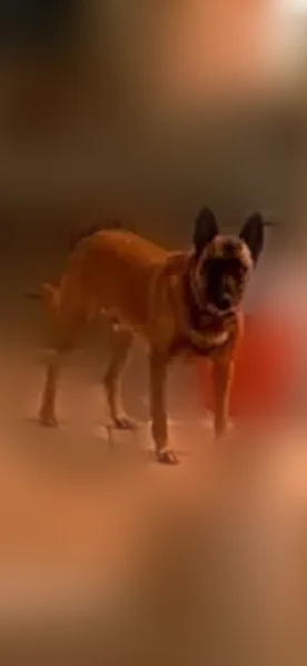 Lost male dog, Beach Street, 2109, Fort Worth - dark tan coat - photo