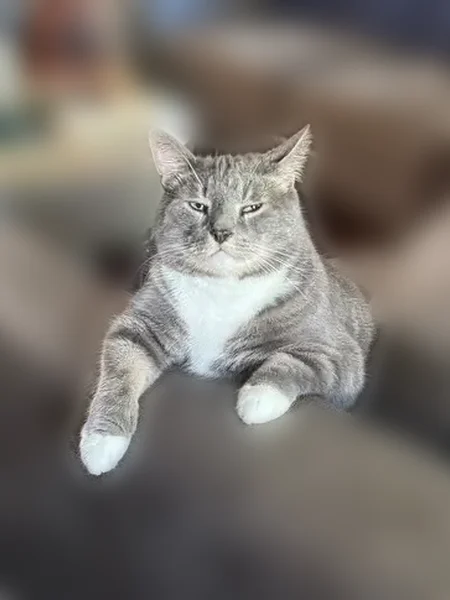 Lost male cat, Martins Hollow Road, 108, Charleston - gray white with red harness - photo