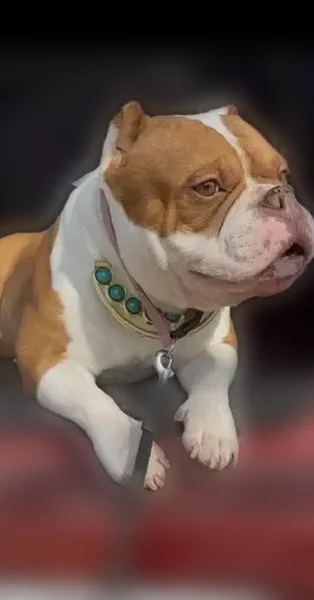 Lost dog, South Luella Avenue, Chicago - deaf female American bully - photo