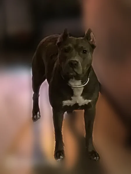 Lost dog, Raleigh-Millington Road, Memphis - female, grey with a white spot - photo