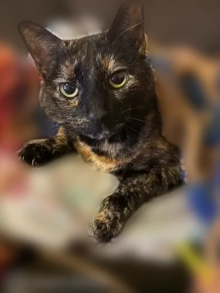 Lost cat, Oak Avenue, Berlin Township - female with multi color coat - photo