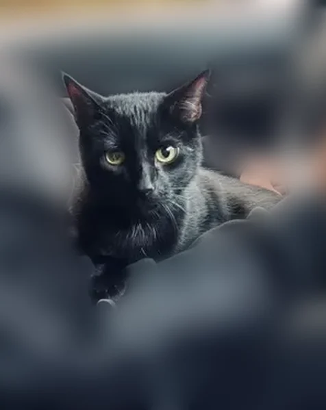 Lost cat, Penniman Road, Williamsburg - medium sized all black Bombay - photo