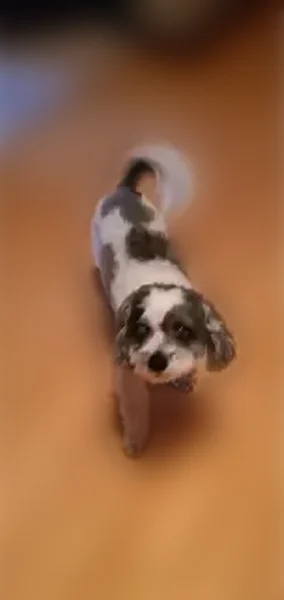 Missing dog Male, Austin (usl535915) - photo