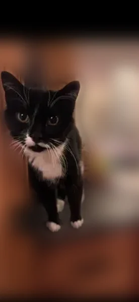 Missing cat Female, Menasha (usl535918) - photo