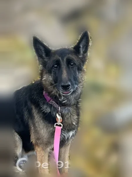 Lost dog, North Dodge Circle, Prescott Valley - female German shepherd - photo