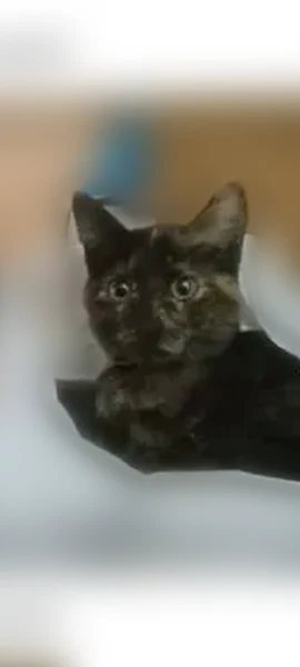 Lost cat, 157th Street Northeast, Regal - 7 month old female short hair tortishel - photo