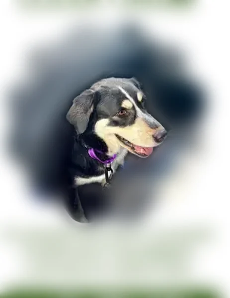 Lost dog, Pembroke Drive, 7300, Reno - female, shy and nervous - photo