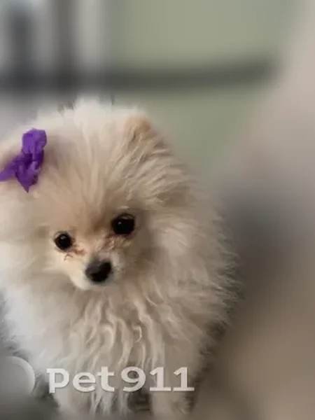 Lost dog, South 92nd Place, Mesa - female with fluffy white hair - photo