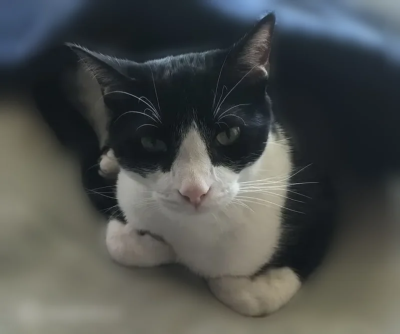 Lost cat, East Pembrook Circle, Wichita - black and white tuxedo - photo