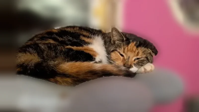 Lost cat, North Drexel Avenue, Columbus - female with patches and a cauliflower ear - photo