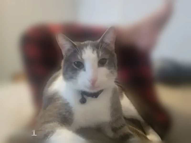 Lost cat, East 6th Street, Owensboro - male grey tabby - photo