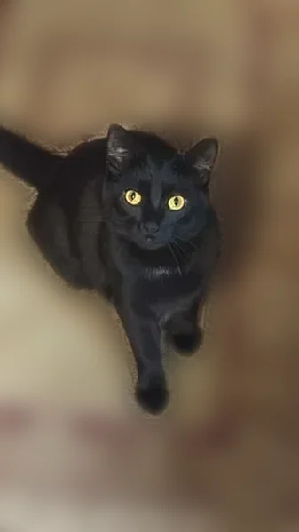 Lost cat, Cobblestone Drive, Dry Ridge - black with yellow eyes - photo