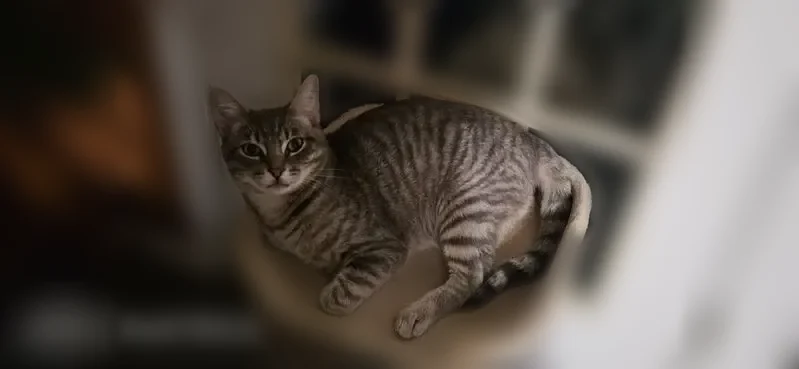 Lost male cat, South 9th Street, Chesterton - grey striped tabby named Ichi - photo